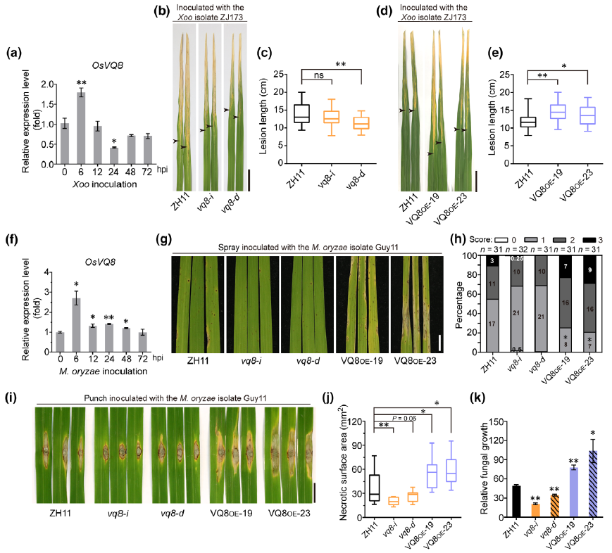 图 2. OsVQ8 拮抗 OsWRKY10 负调控水稻对白叶枯病和稻瘟病的抗病性.png 图 2. OsVQ8 拮抗 OsWRKY10 负调控水稻对白叶枯病和稻瘟病的抗病性.png