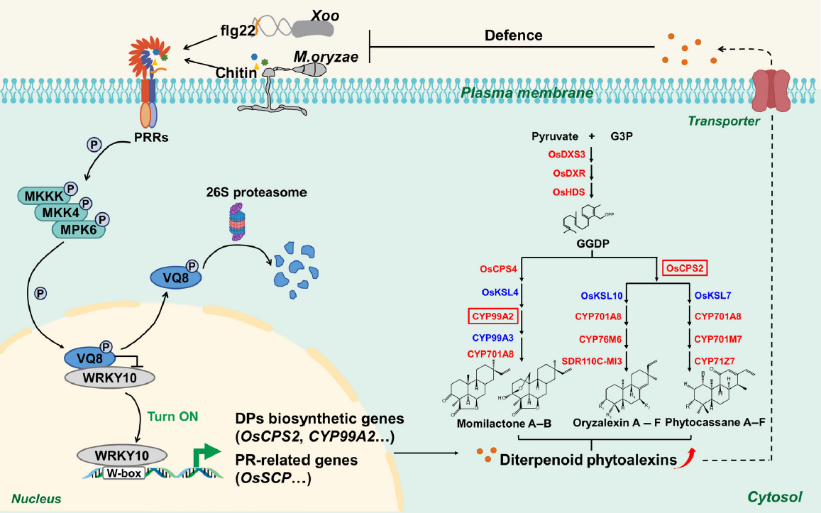 图 3. OsMPK6 磷酸化 OsWRKY10-OsVQ8 模块调控病原菌侵染 下水稻二萜植保素合成的“开关”模式图