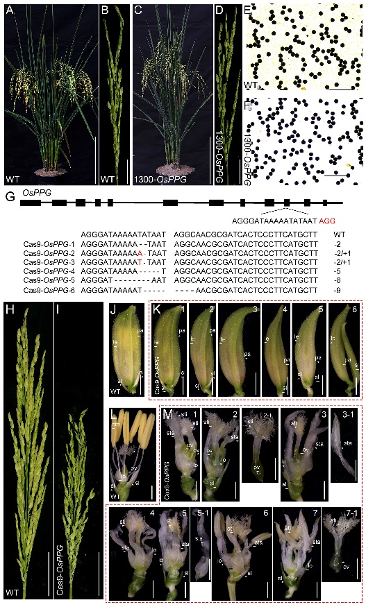 图1 OsPPG基因的功能验证.jpg