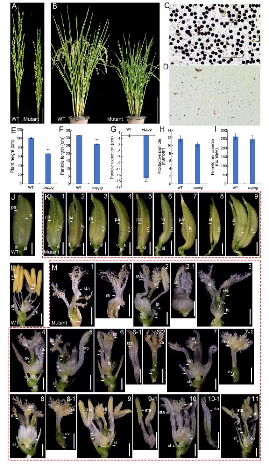图2 osppg突变体的表型特征.jpg