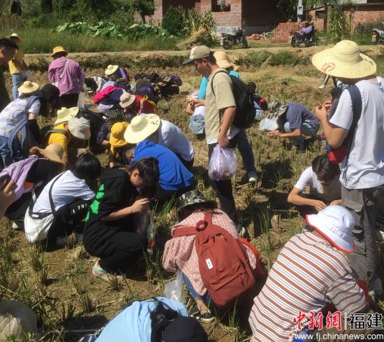 图为学生田间采样调研 刘国坤摄