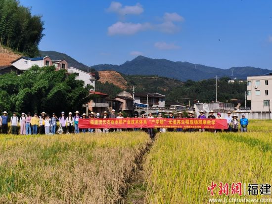 图为植物保护学院师生在再生稻田中的合照 林胜摄