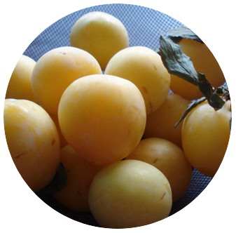 c17e967c751639059d86663e36de5cc3.png c17e967c751639059d86663e36de5cc3.png