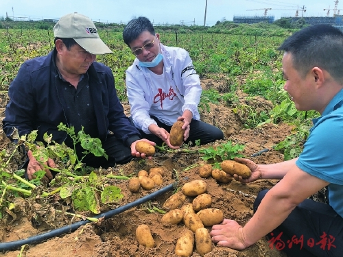 科特派到田头 土豆变“金豆” 科特派到田头 土豆变“金豆”